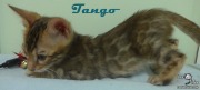 2019-07-27 Tango, chat bengal de 12 semaines