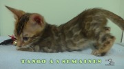 2019-07-27 Tango, chat bengal de 8 semaines (1)