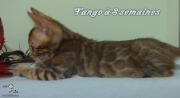 2019-07-27 Tango, chat bengal de 8 semaines (2)