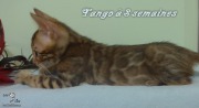 2019-07-27 Tango, chat bengal de 8 semaines (2)