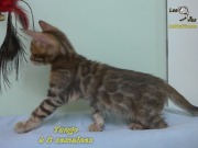 2019-07-27 Tango, chat bengal de 8 semaines (3)