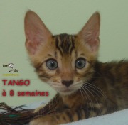 2019-07-27 Tango, chat bengal de 8 semaines (4)