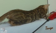 2019-07-27 Tango, chat bengal de 8 semaines (5)