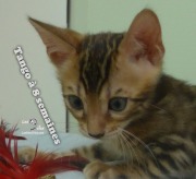 2019-07-27 Tango, chat bengal de 8 semaines (6)