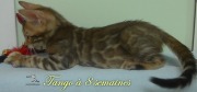 2019-07-27 Tango, chat bengal de 8 semaines (7)