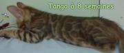 2019-07-27 Tango, chat bengal de 8 semaines (8)