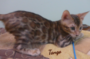 2019-08-20 Tango, chat bengal de 12 semaines (1)