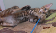 2019-08-20 Tango, chat bengal de 12 semaines (2)