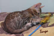 2019-08-20 Tango, chat bengal de 12 semaines (3)