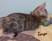 2019-08-20 Tango, chat bengal de 12 semaines (4)