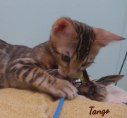 2019-08-20 Tango, chat bengal de 12 semaines (5)