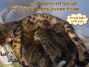 2019-06-18 (portée de Prima) a 20 jours - chat bengal