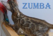 2019-07-23 Zumba, chat bengal de 12 semaines