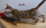 2019-07-23 Zumba, chat bengal de 8 semaines (1)