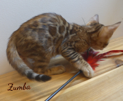 2019-07-23 Zumba, chat bengal de 8 semaines (2)