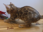 2019-07-23 Zumba, chat bengal de 8 semaines (3)