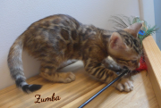 2019-07-23 Zumba, chat bengal de 8 semaines (4)