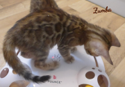 2019-07-23 Zumba, chat bengal de 8 semaines (5)