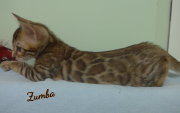 2019-07-27 Zumba, chat bengal de 8 semaines (1)