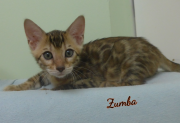 2019-07-27 Zumba, chat bengal de 8 semaines (2)
