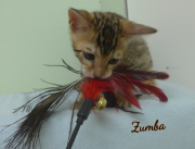 2019-07-27 Zumba, chat bengal de 8 semaines (3)