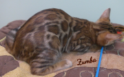 2019-08-20 Zumba, chat bengal de 12 semaines (2)
