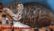2017-05-22 Chat bengal - MAMZELLE a 4 semaines (10)