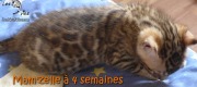 2017-05-22 Chat bengal - MAMZELLE a 4 semaines (6)