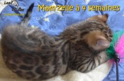2017-05-22 Chat bengal - MAMZELLE a 4 semaines (7)