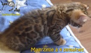 2017-05-22 Chat bengal - MAMZELLE a 4 semaines (8)