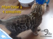 2017-05-22 Chat bengal - MAMZELLE a 4 semaines (9)