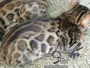 Venus chaton Site web (10)