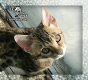 Venus chaton Site web (2)