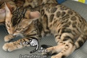 Venus chaton Site web (3)