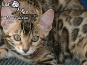 Venus chaton Site web (4)