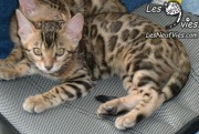 Venus chaton Site web (5)