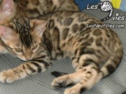 Venus chaton Site web (6)