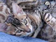 Venus chaton Site web (7)