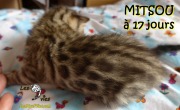 2016-07-10 Mitsou (8)