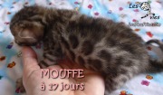 2016-07-11 Mouffe (8)