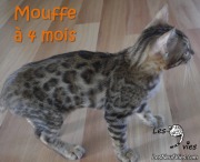 2016-10-09 Mouffe (29)