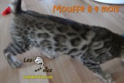 2016-10-09 Mouffe (38)