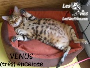 2016-06-15 Venus enceinte (cute) (1)