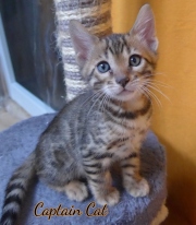 2020-10-13-2-mois-CapitaineCat-chaton-bengal-1