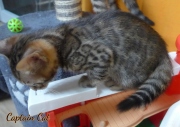 2020-10-13-2-mois-CapitaineCat-chaton-bengal-2