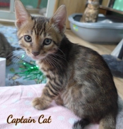 2020-10-13-2-mois-CapitaineCat-chaton-bengal-3