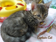 2020-10-13-2-mois-CapitaineCat-chaton-bengal-4