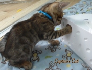 2020-10-13-2-mois-CapitaineCat-chaton-bengal-5