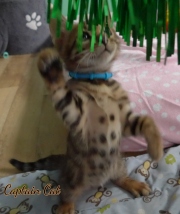 2020-10-13-2-mois-CapitaineCat-chaton-bengal-6