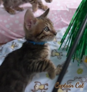 2020-10-13-2-mois-CapitaineCat-chaton-bengal-7